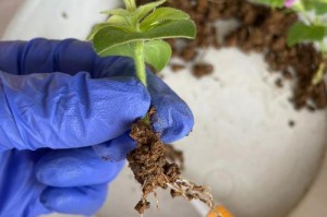 矮牵牛种子发芽技巧与注意事项（探索矮牵牛种子发芽的关键因素和培育要点）