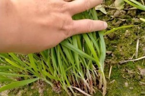 以宽叶红青菜籽的种植方法（探索宽叶红青菜的生长要点与技巧）