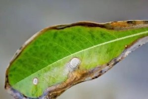 石榴炭疽病的发病原因与治疗方法（了解石榴炭疽病，保护石榴果实）