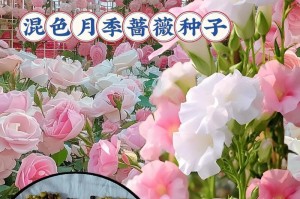 探秘彼岸花种子的来历（从种子到花朵的成长过程）