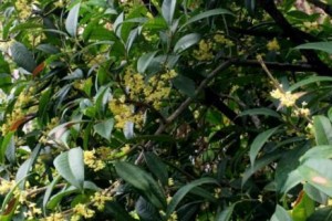 探秘桂花的生长环境（桂花生长的条件和适宜地区）