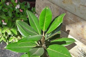 鹅掌多久浇一次水？（科学浇水方法，让鹅掌更茁壮）
