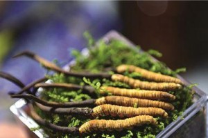 揭秘冬虫夏草的生长地（探究生长环境与生物特性）
