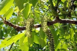 核桃树开花期及结果（种植核桃树注意事项与管理技巧）