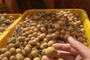 龙眼成熟上市时间（探究龙眼的生长特点及上市季节）