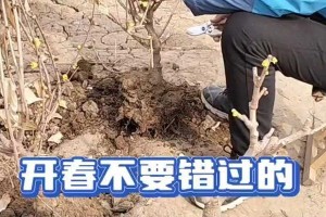 腊梅花修剪的技巧与方法（打造优美的腊梅花前景，让花朵绽放更迷人）