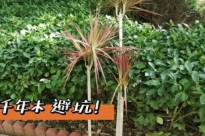千年木叶子为什么会发软下垂？（探究千年木叶子发生发软下垂的原因以及相应的补救方法）