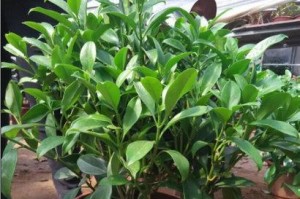 如何让非洲茉莉更旺盛生长（学习非洲茉莉的特点，科学养护成为关键）