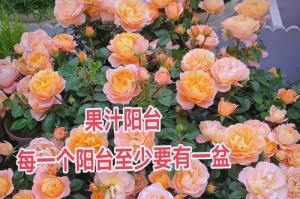 果汁阳台盆栽如何选择合适大小的花盆？（从阳台环境、植物需求、根系生长角度出发选择最佳尺寸的花盆）
