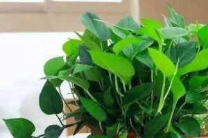 绿萝养护全攻略（让绿萝枝干肥大的绝妙方法）