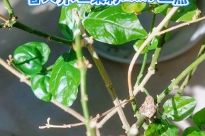 茉莉春季养护指南（打造迷人花园的关键方法）