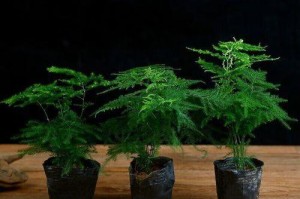 大盆养花好选择，这些花种养起来简单美观（养花党必看，大盆养花的10种好选择）