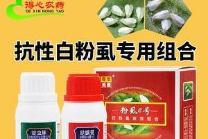 番茄治疗小秋痘（番茄中的营养素能缓解小秋痘症状，番茄打什么药好？）