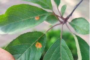 花叶子铁锈斑的处理方法（解决花叶子铁锈斑的有效措施）