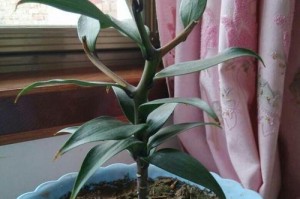 如何制作高效营养的百合花土（以腐叶堆为主体，浅析土壤配比与培养方法）