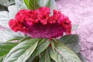 鸡冠花开花季节与特点（一年四季不断开花，绽放色彩斑斓的花海）