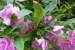 如何正确修剪凤仙花？（掌握凤仙花修剪技巧，让花儿更加美丽）