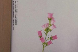 风铃花插花养护全攻略（打造清新自然风的生活之美）