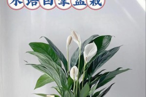 水培一帆风顺花的养护技巧（一步步教你打造美轮美奂的水培花园）