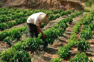 咖啡种子播种的正确方法（如何成功种植咖啡树）