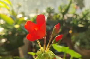 冬天没有阳光，如何照顾花草？（无阳光环境下花草的养护技巧）