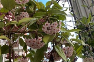球兰不开花的原因及解决办法（球兰不开花该怎么办？解读球兰生长的秘密）