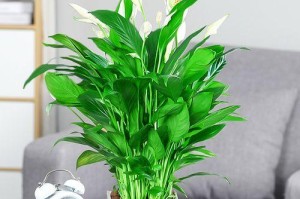 以植物一帆风顺（植物在自然界中的优势和适应能力）