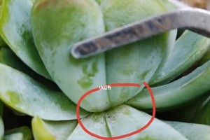 多肉植物叶片软软的原因是什么？（揭秘多肉植物叶片软软的奥秘及解决方法）