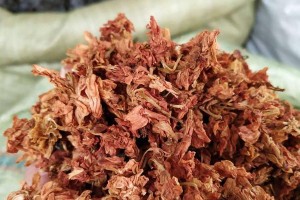 罗汉果的花是什么颜色？（探究罗汉果花的颜色特征）