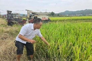 水稻的种植与收获时间（全面了解水稻生长周期与养护要点）