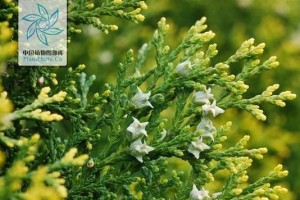 侧柏是被子植物吗？（探索侧柏的分类与特点）