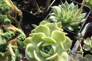 如何正确养护和修剪您的昂斯诺老桩？（昂斯诺老桩的养护方法及造型技巧）