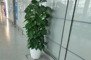 绿萝花盆绳子系法及养护技巧（创意花盆装饰，让绿萝更迷人）
