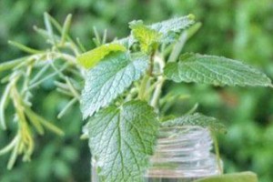 水培土薄荷的养殖方法（如何在家中种植健康的土薄荷）
