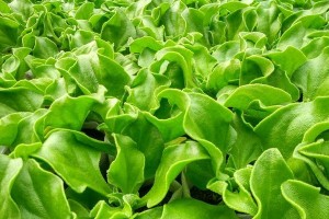 冰草种植指南——从时间到方法全面解析（成功种植关键在于耐心和技巧，快来了解吧！）