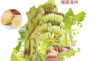 如何判断香蕉的熟度？（以外观、触感、味道为判断标准，轻松鉴别熟香蕉）