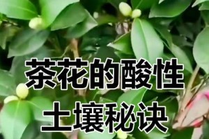 如何养护茶花成为美丽景观（掌握关键步骤，让你的茶花开满枝头）