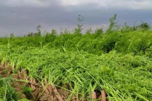 南方胡萝卜种植攻略（掌握最佳时期，种出丰收好胡萝卜）