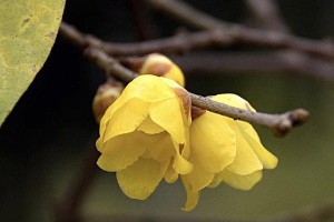 腊梅可以放卧室吗？（了解腊梅的属性和适应环境，让你安心放置）