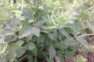 金银花是多年生还是一年生？（了解金银花的生命力与种植习性）