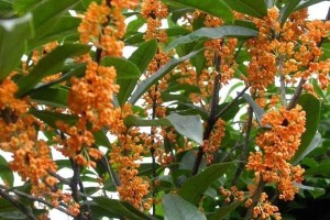 如何施肥让桂花更香？（桂花喜肥，这些肥料不可错过！）