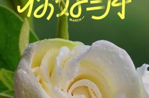 夏季高温下的栀子花浇水技巧（如何科学合理地给栀子花浇水）