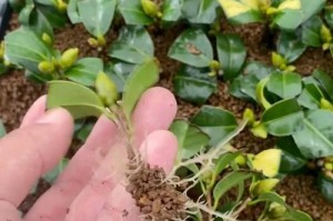 冬季花苗养护全指南（让您的花苗在寒冷冬天里茁壮成长！）