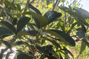 桂花树的生长需求及喜阳性质（阳光与桂花树生长的关系）