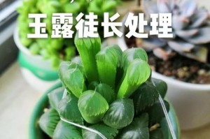 玉露开裂怎么处理？（有效解决玉露开裂的方法和技巧）