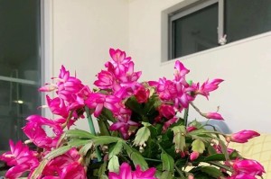 君子兰不一般，浇啤酒水来养（啤酒水浇花，护理君子兰不再愁；啤酒和君子兰，神奇的组合）