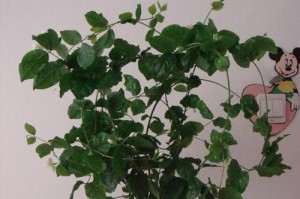 茉莉秋季养护指南（打造秋季茉莉的绚丽花海）