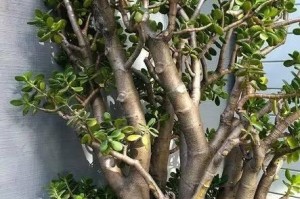 如何应对以厚脸皮浇水大了的情况（从理解到应对，培养自信、拒绝犹豫）