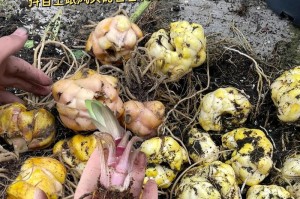 百合花的香味之美（探秘百合花的香味特性与功效）