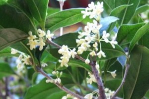 挑选适合自家种植的优质桂花品种